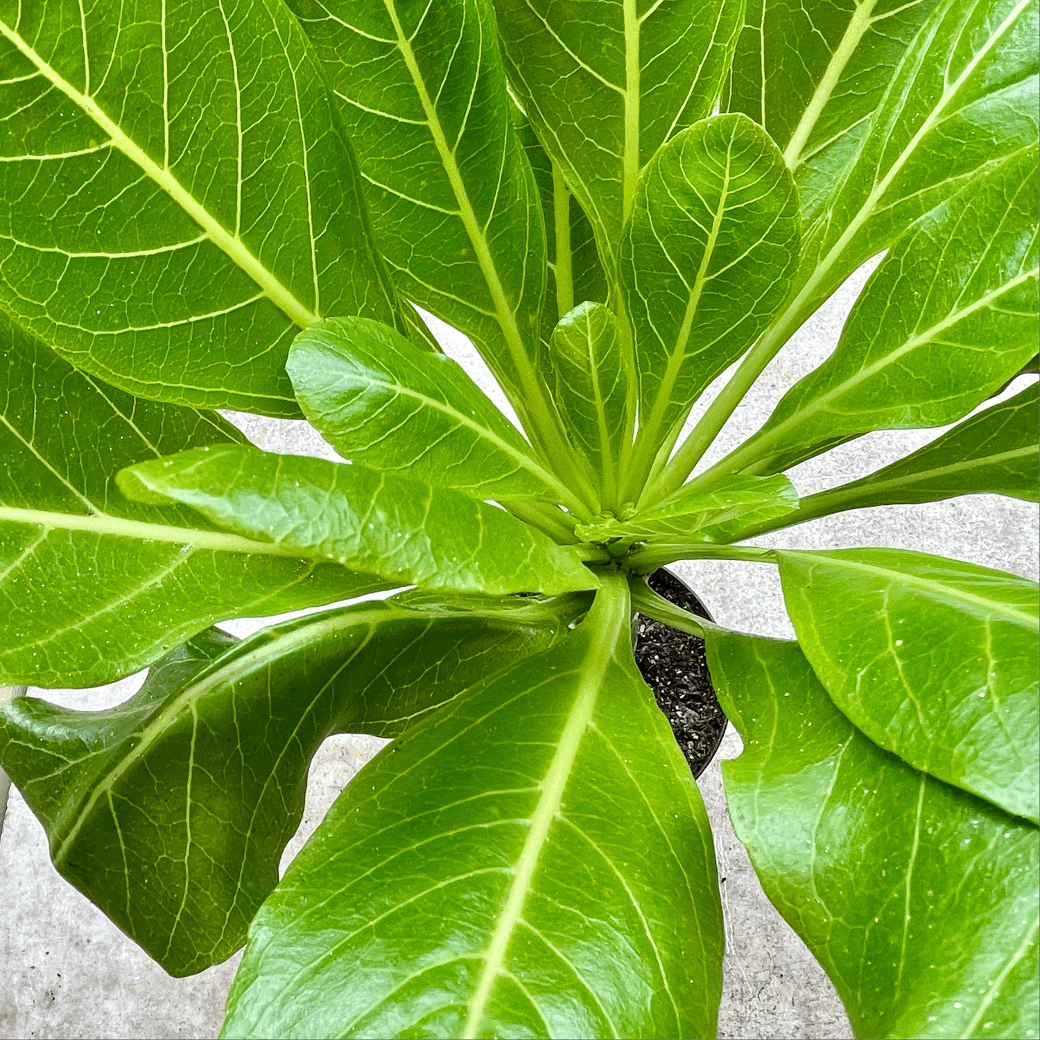 Brighamia insignis (Hawaiian palm/ Lettuce on a Stick)