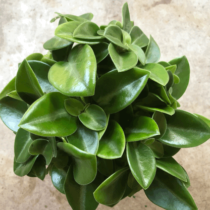 Peperomia orba &