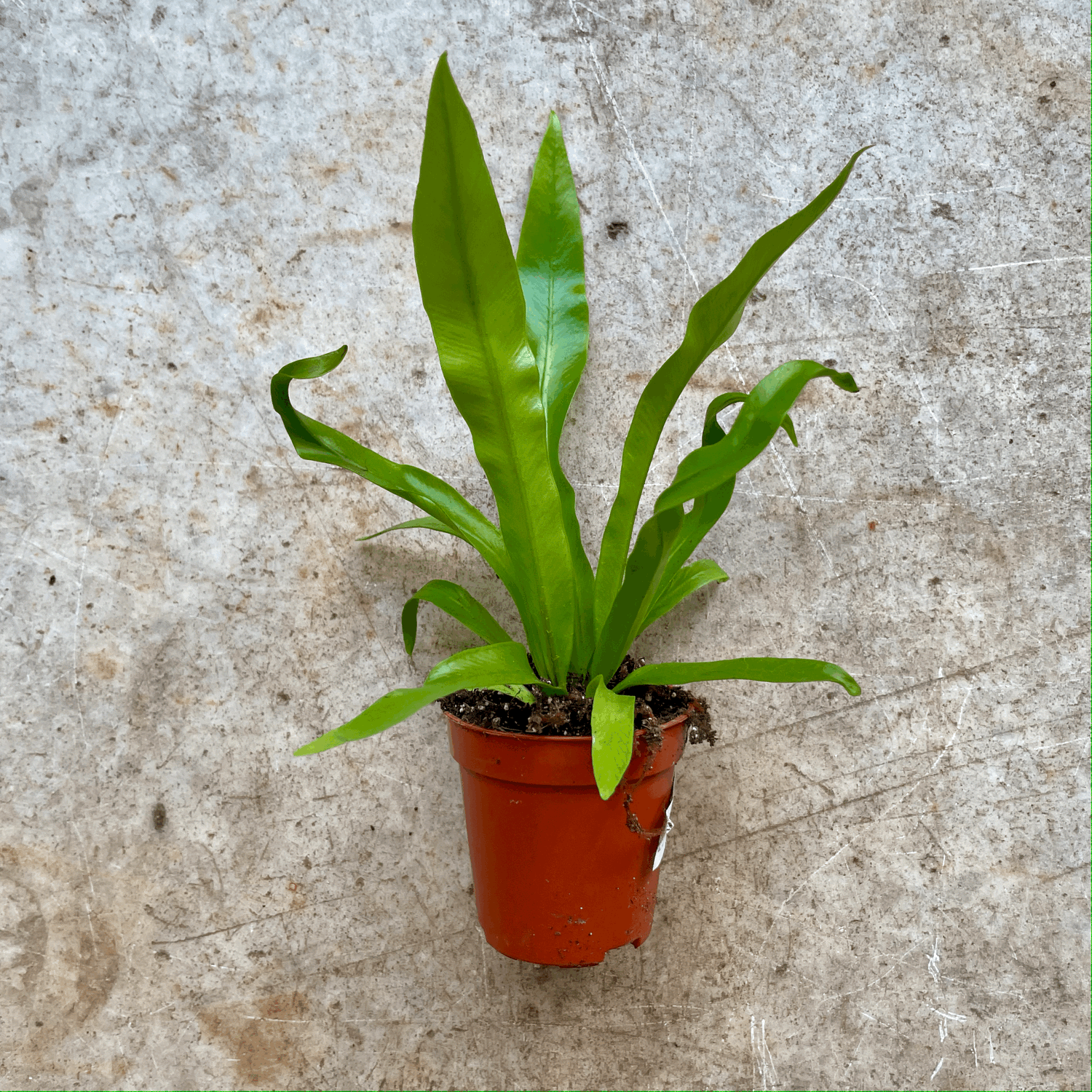 Asplenium antiquum (Birds Nest Fern)