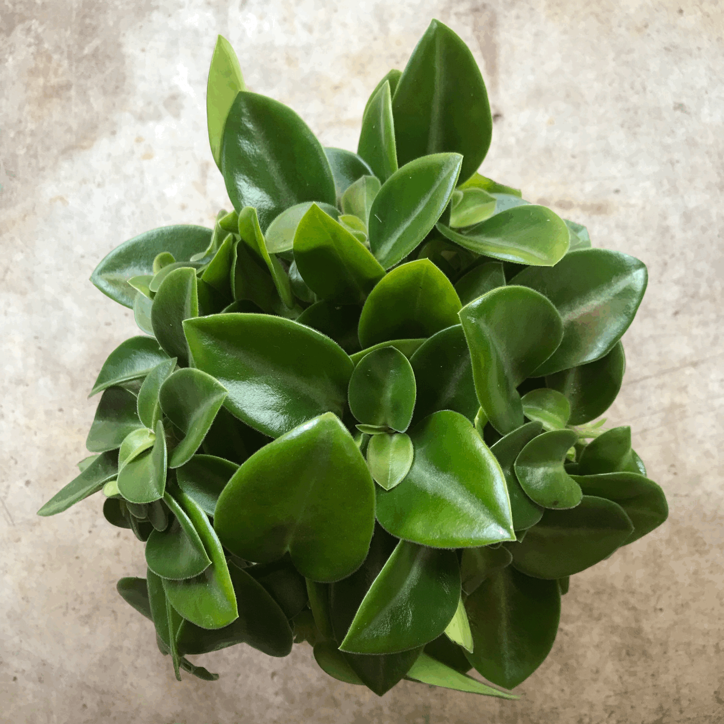 Peperomia orba &