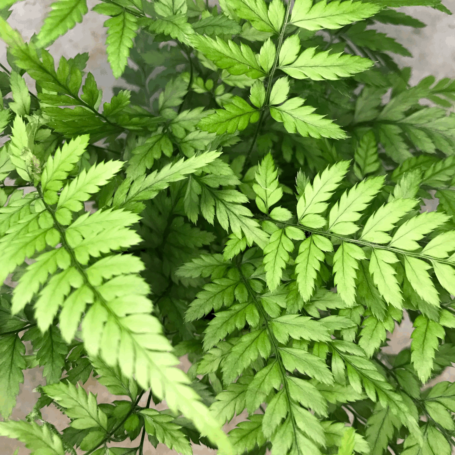 Athyrium filix femina (Lady fern)