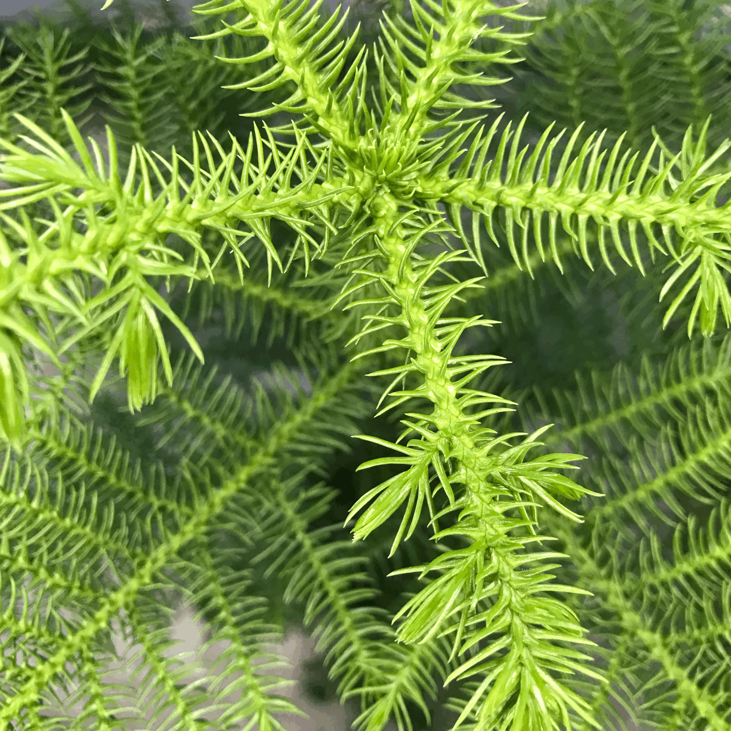 Araucaria heterophylla (Norfolk Island pine) Various sizes