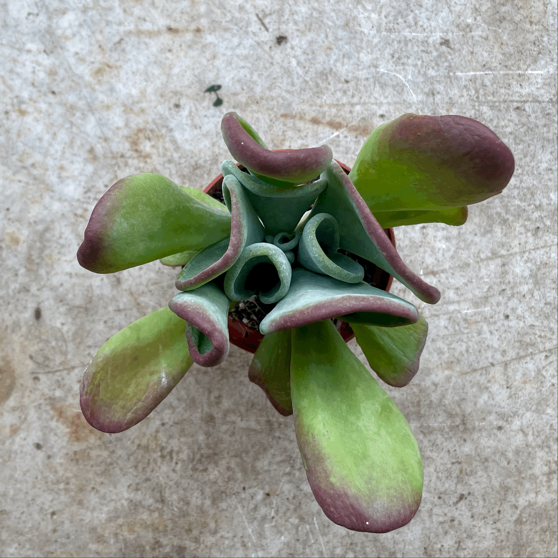 Kalanchoe luciae &