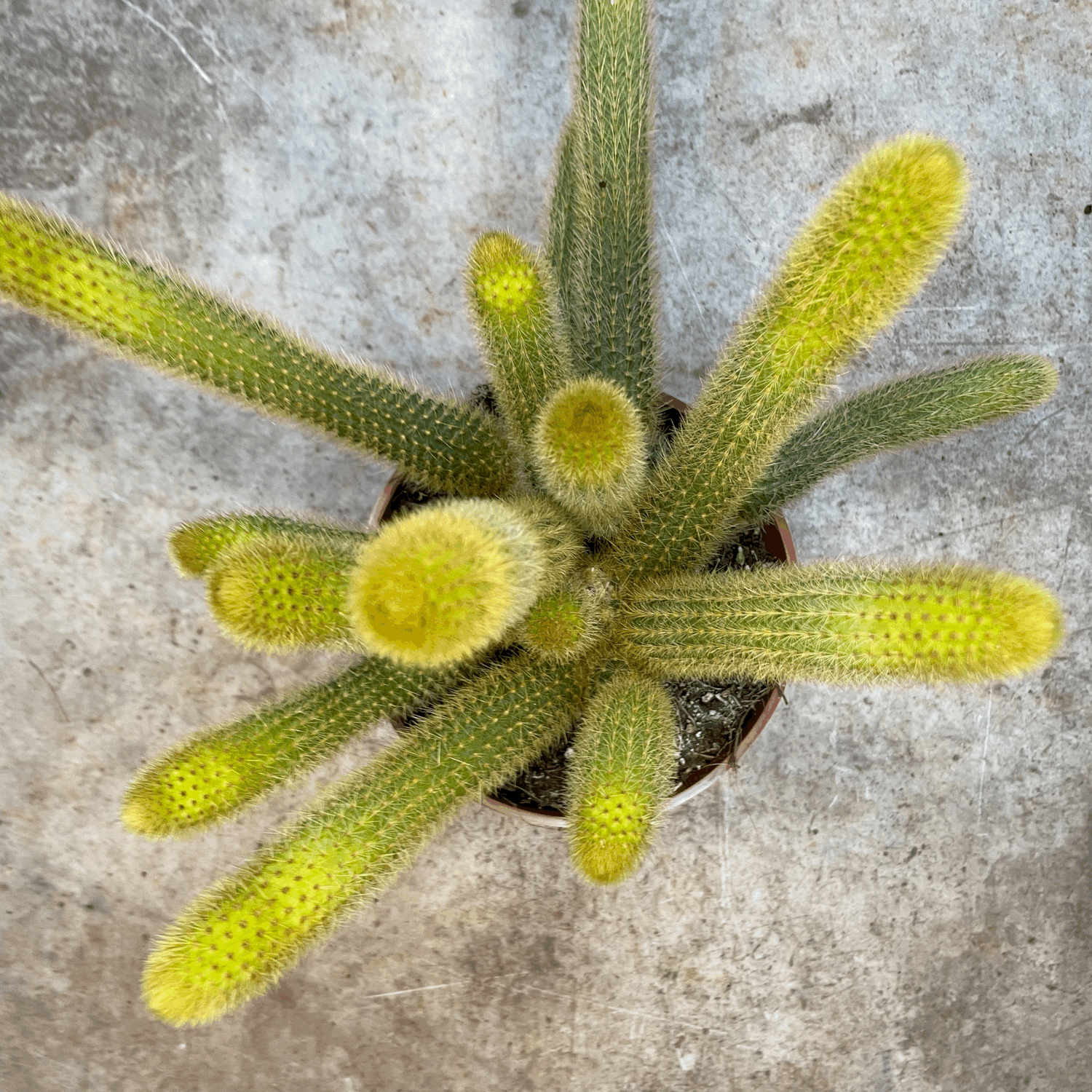 Cleistocactus winteri syn. Hildewintera aureispina (Golden Rat tail cactus)