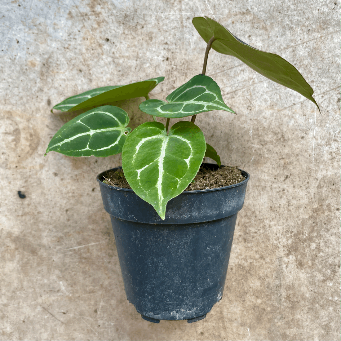 Anthurium crystallinum (Crystal Anthurium/ Crystal Laceleaf)