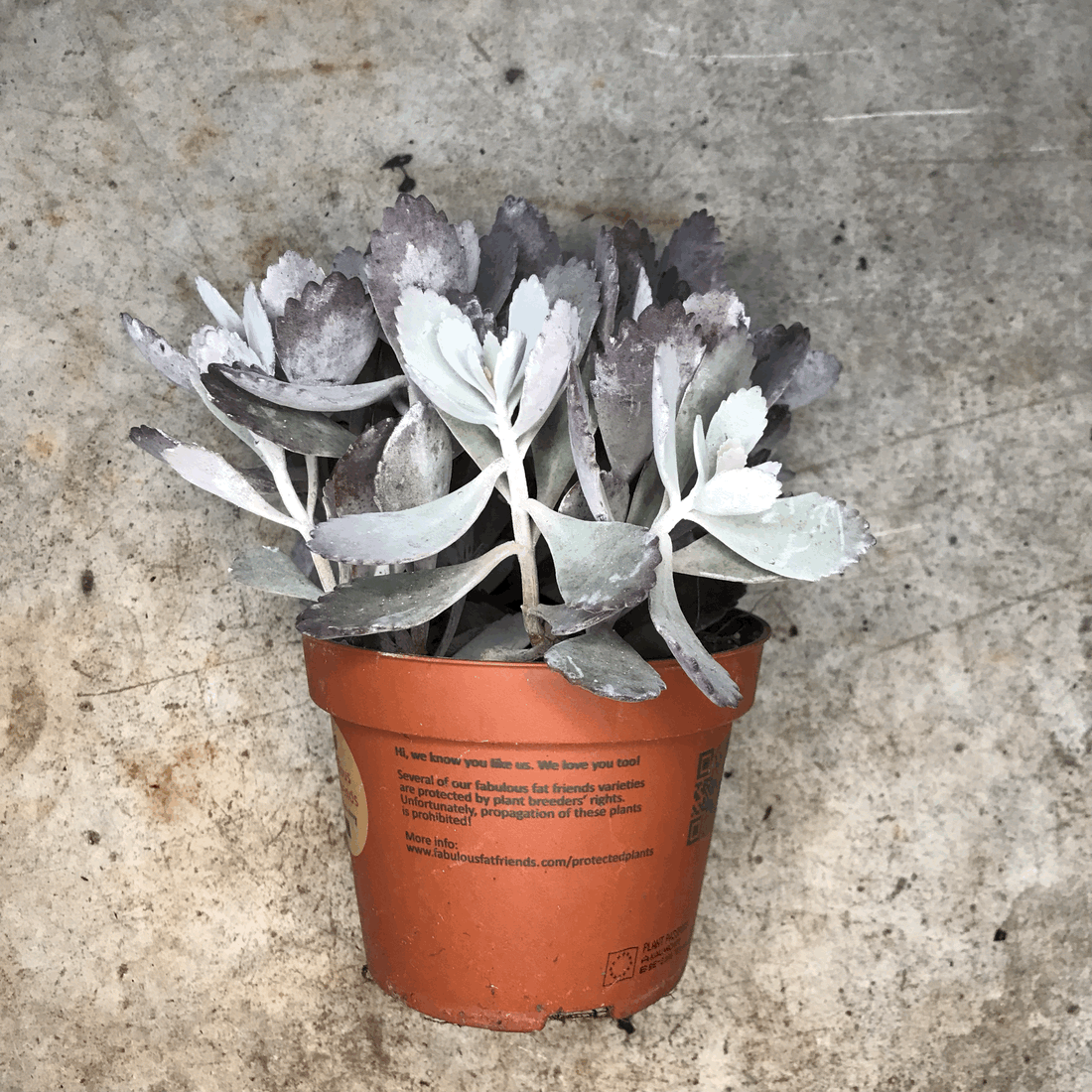 Kalanchoe pumila (Flower dust plant)