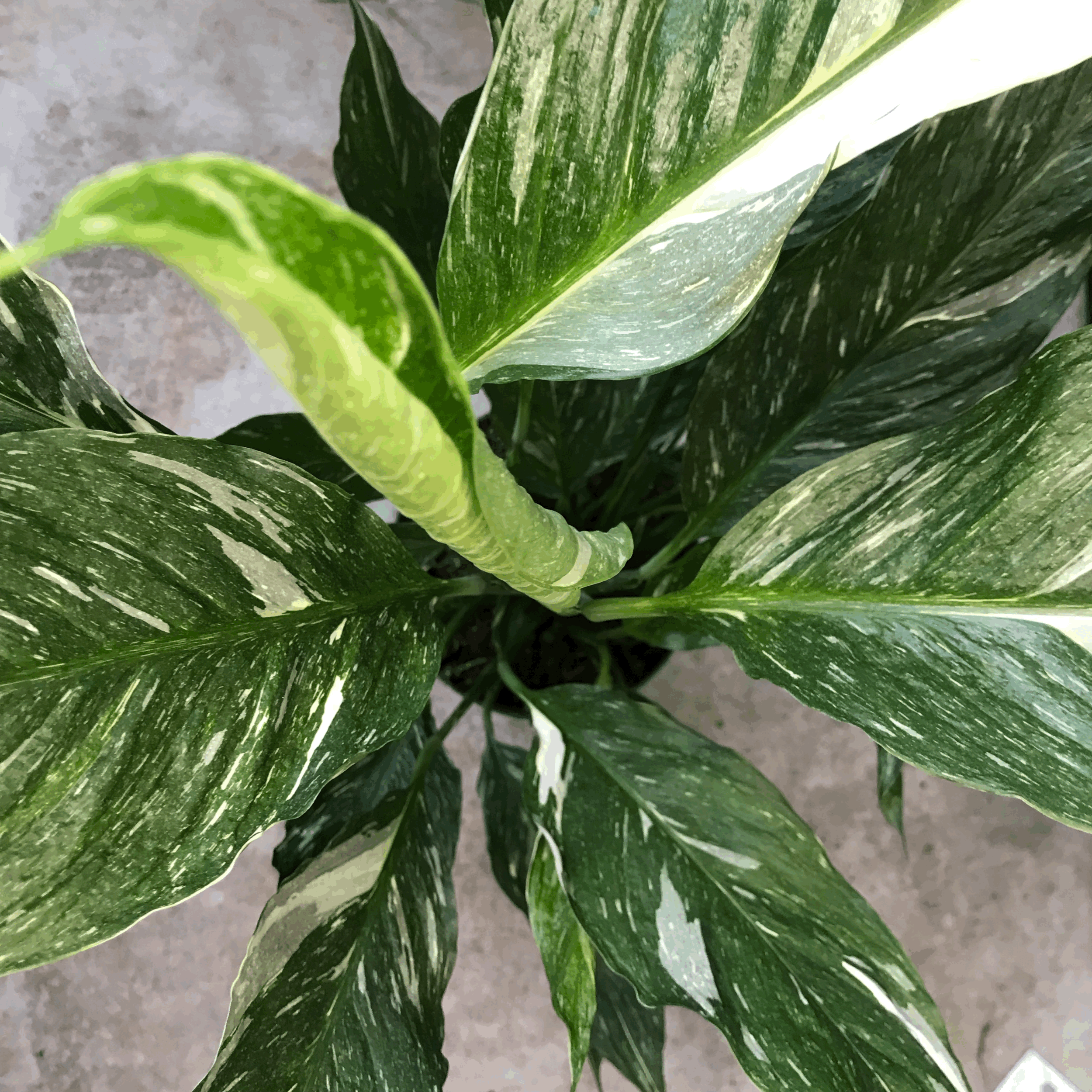 Spathiphyllum &