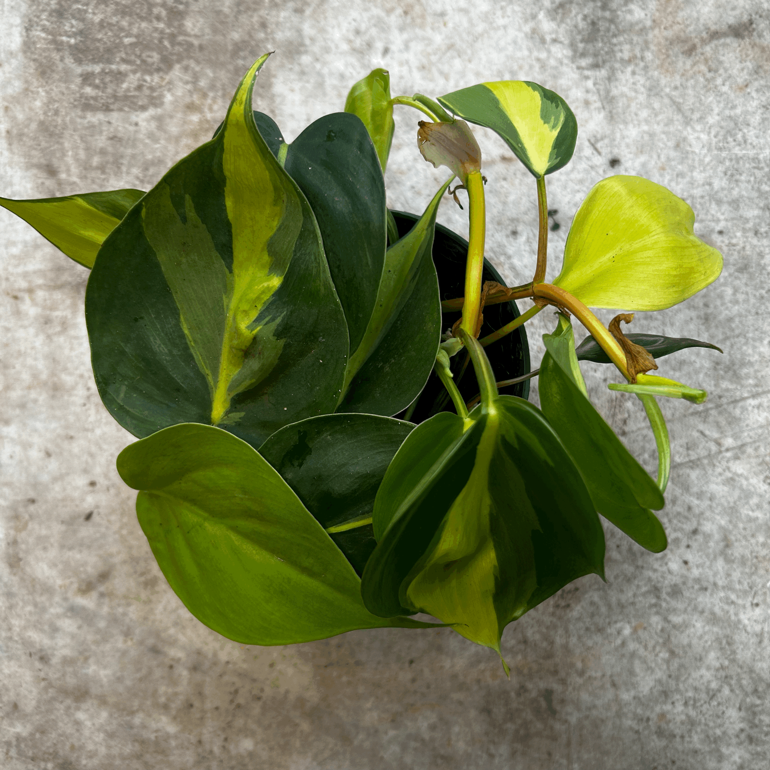 Philodendron scandens &