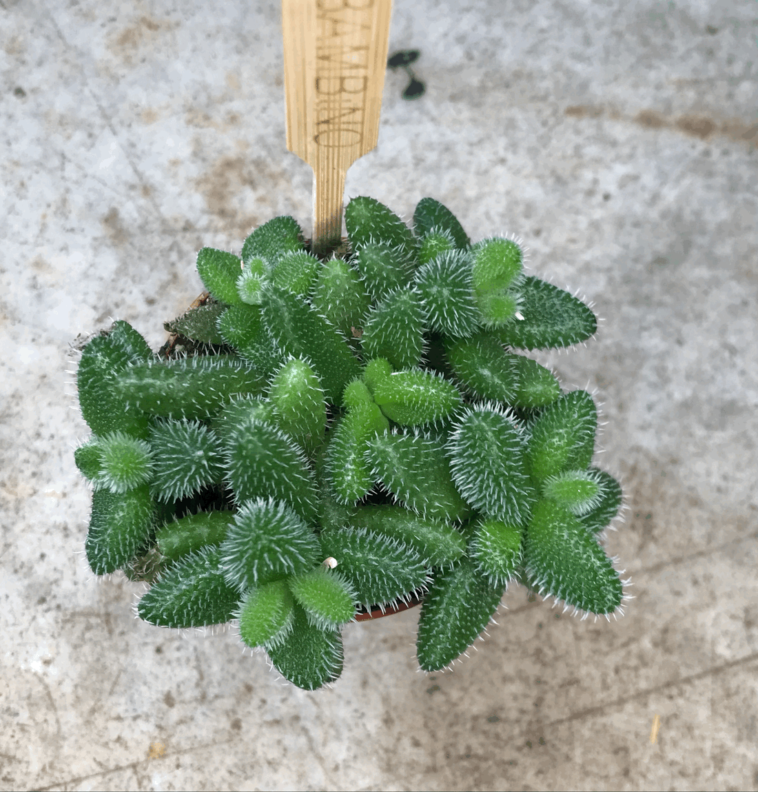 Delosperma echinatum (Pickle Plant)- Mini