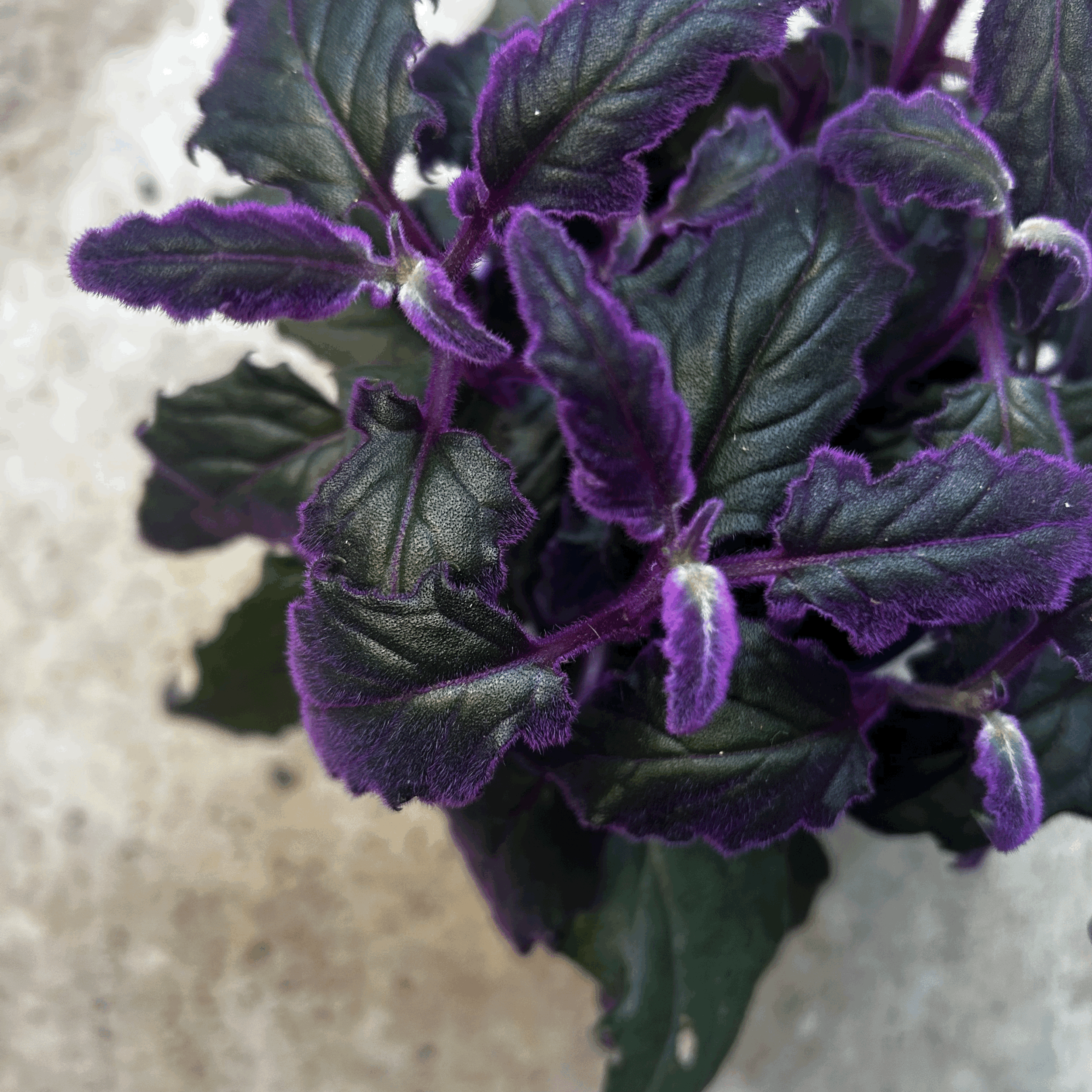 Gynura aurantiaca (Velvet plant)- Various Sizes