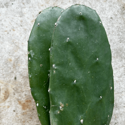 Opuntia cochenillifera (Prickly pear)