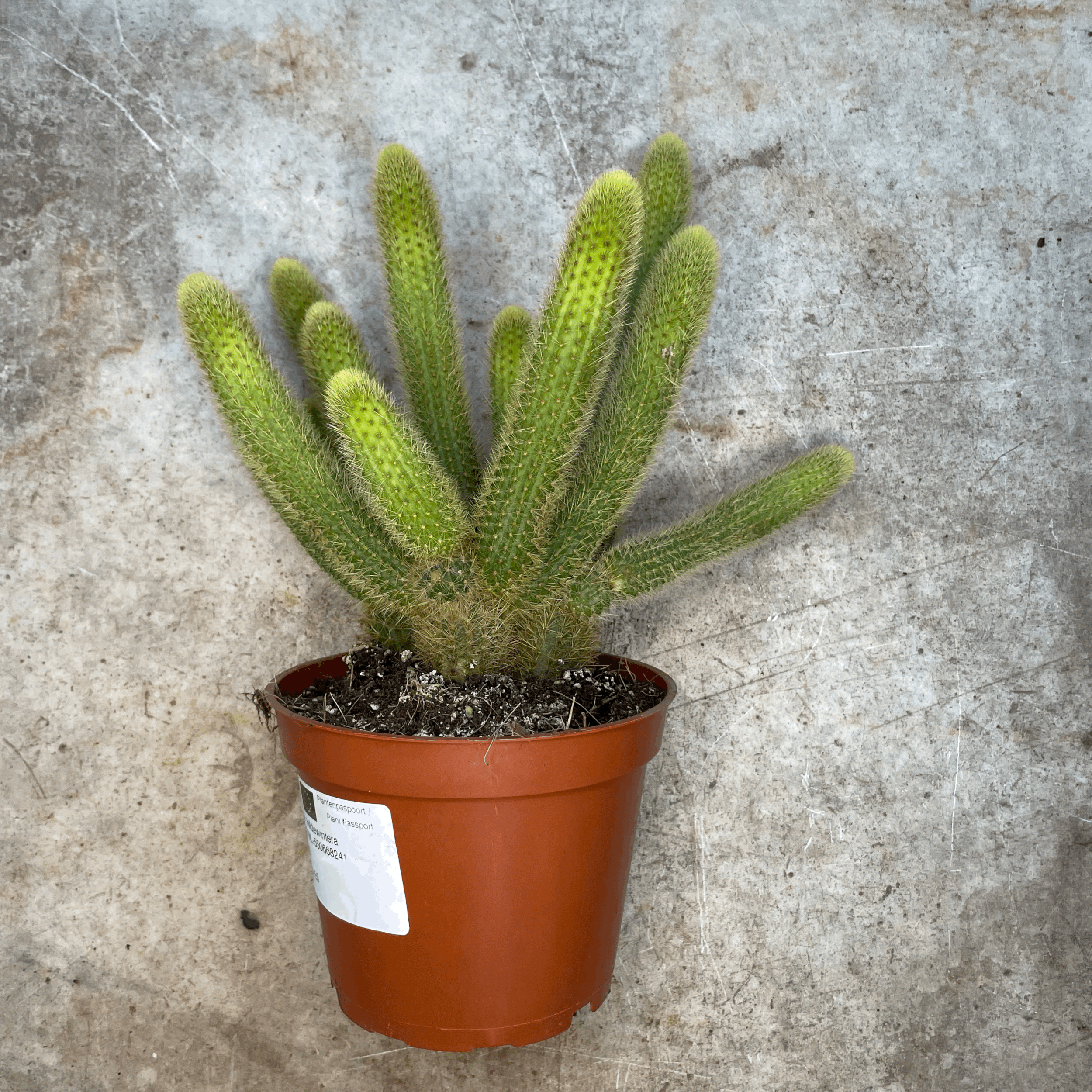 Cleistocactus winteri syn. Hildewintera aureispina (Golden Rat tail cactus)