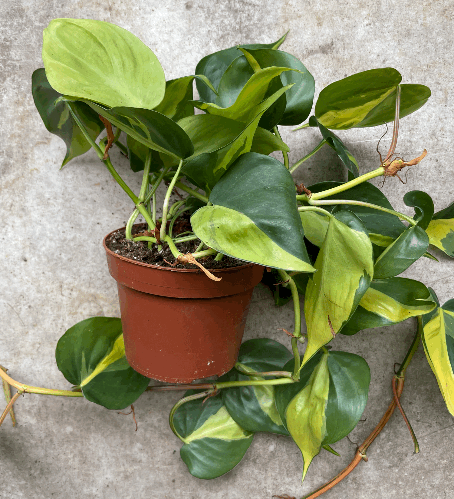 Philodendron scandens &