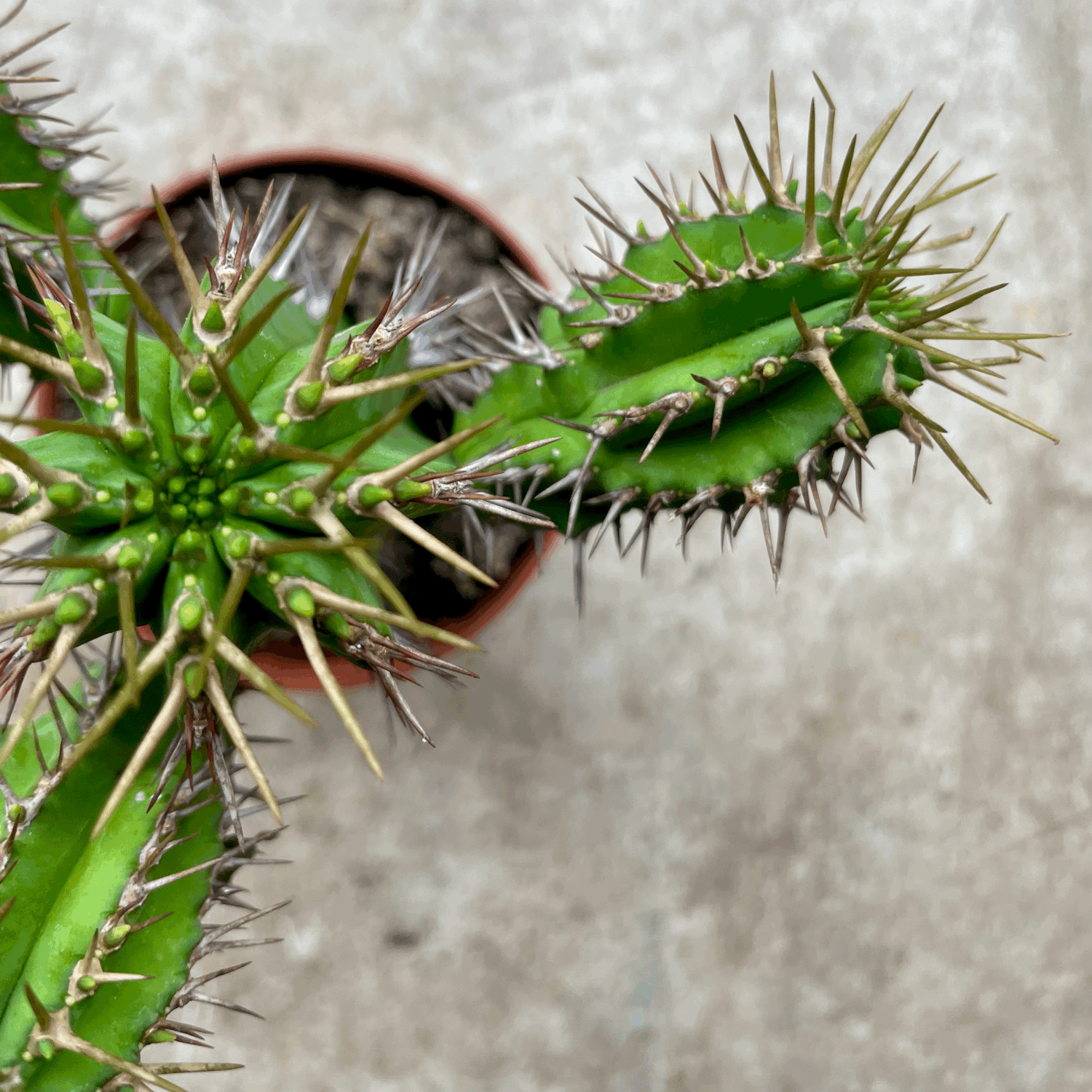 Euphorbia fruticosa (Spurge)