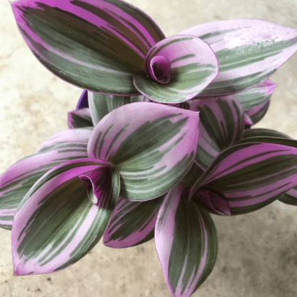 Tradescantia &