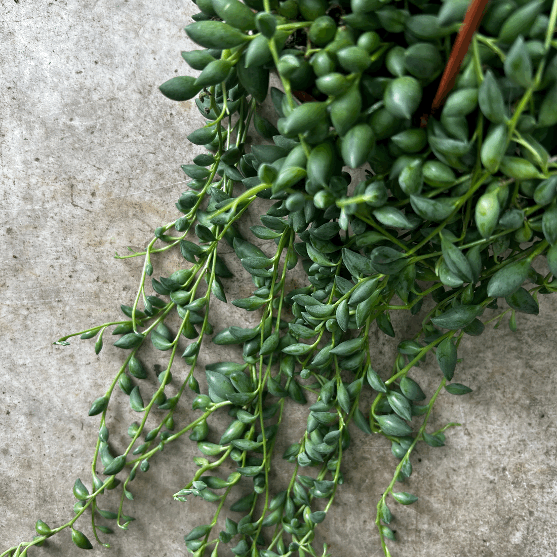 Curio herreianus syn. Senecio herreianus (String of pearls/ Succulent) in hanging pot