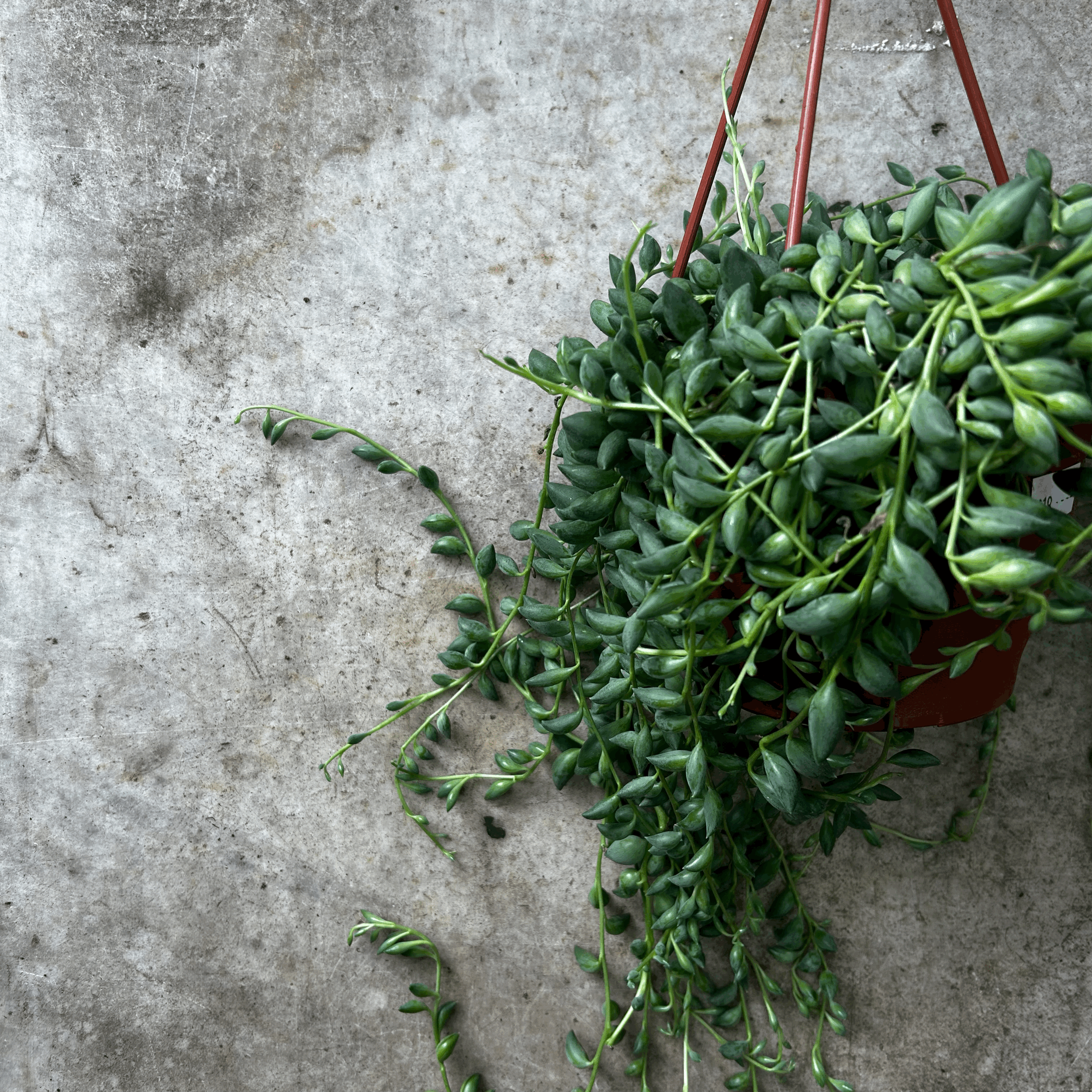 Curio herreianus syn. Senecio herreianus (String of pearls/ Succulent) in hanging pot