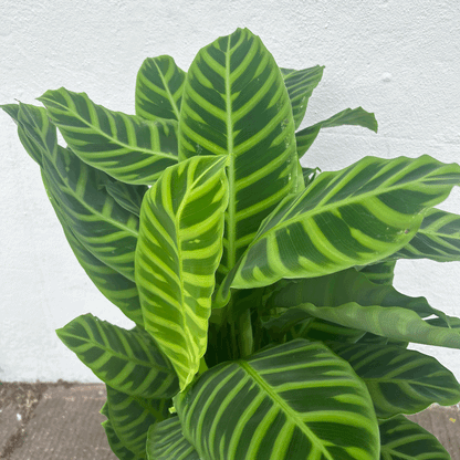 Goeppertia zebrina syn. Calathea zebrina (Zebra Plant/ Prayer Plant)