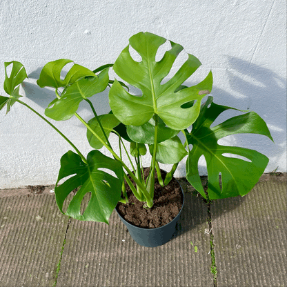 Monstera Deliciosa (Cheese Plant / Swiss Cheese Plant) - Various Sizes
