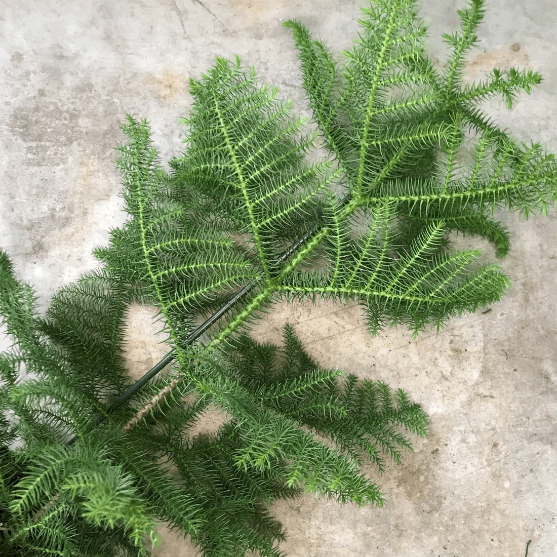 Araucaria heterophylla (Norfolk Island pine) Various sizes