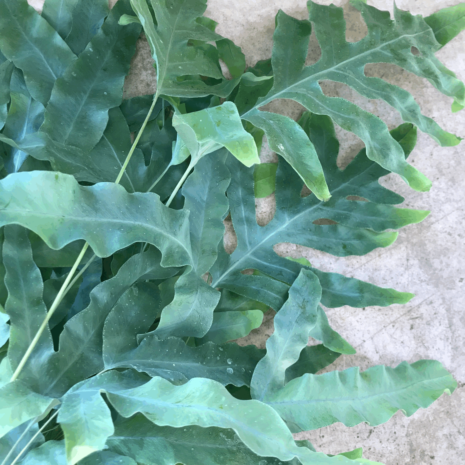 Phlebodium aureum (Blue star fern)