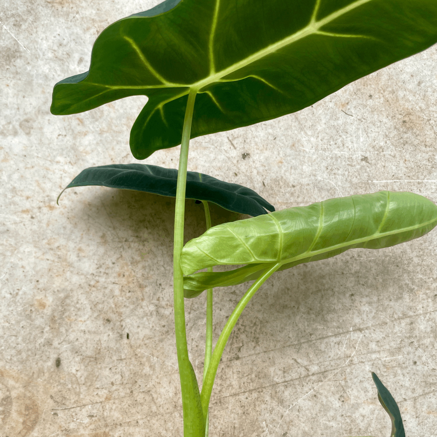 Alocasia micholitziana &