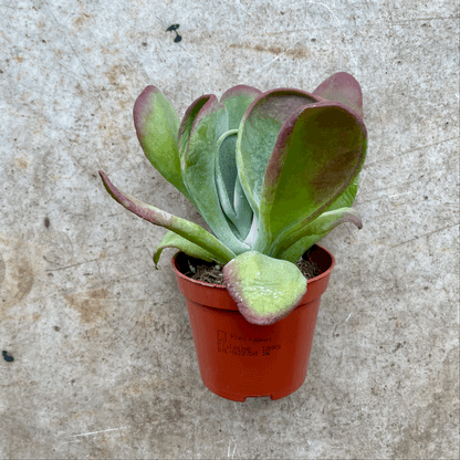 Kalanchoe luciae &