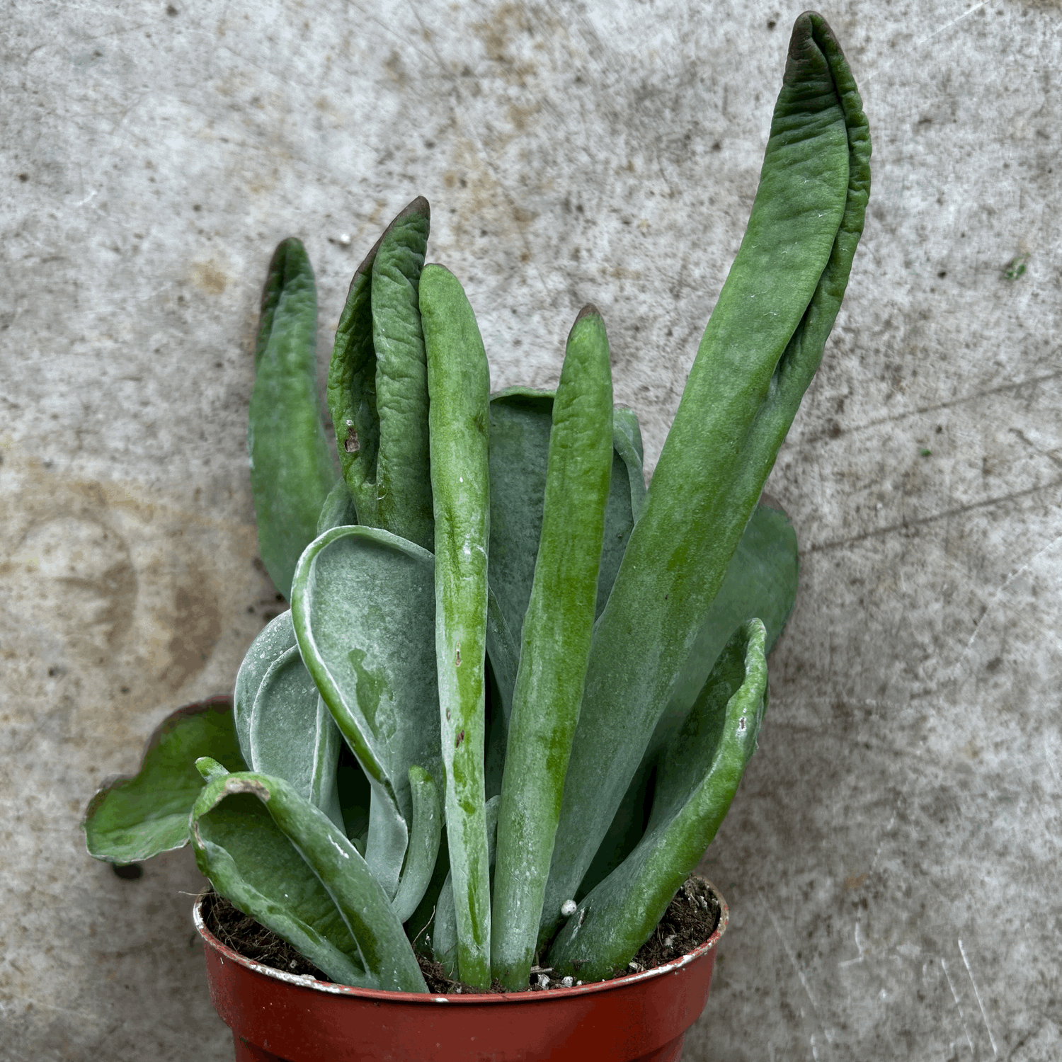 Kalanchoe luciae &