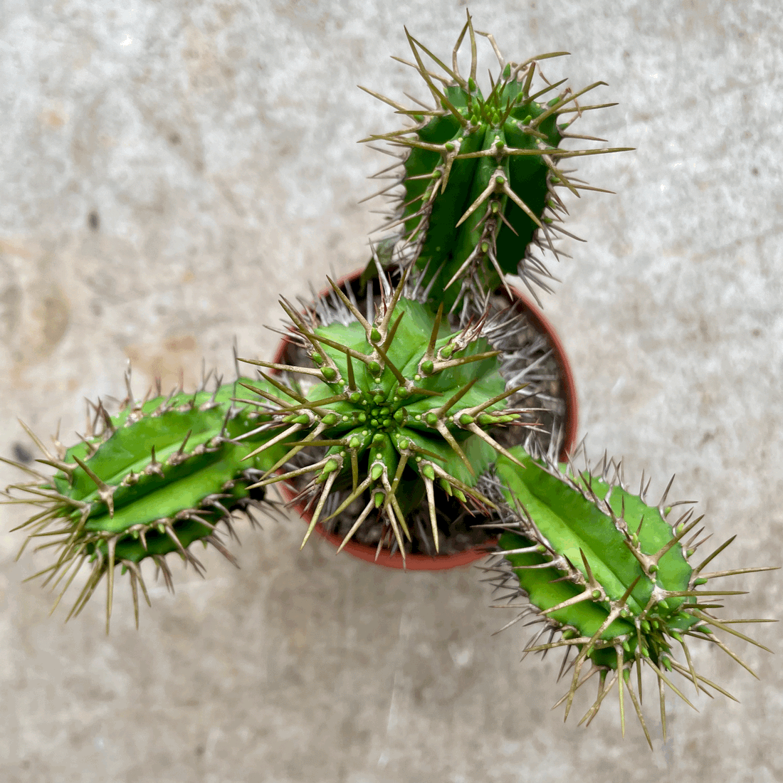 Euphorbia fruticosa (Spurge)