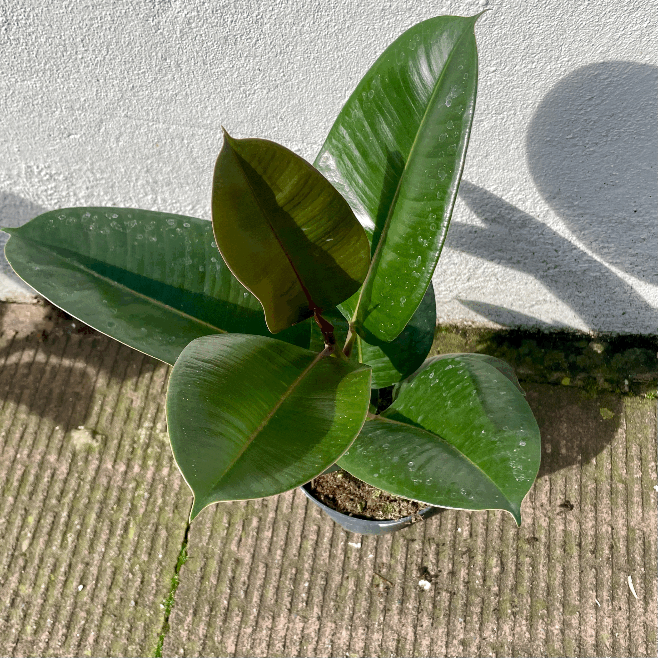 Ficus elastica (Rubber Plant) -4 varieties available