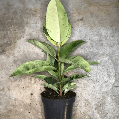 Ficus elastica &