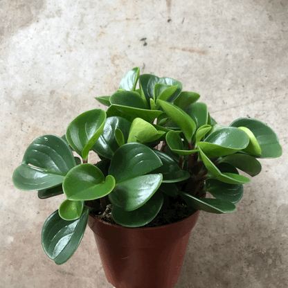 Peperomia obtusifolia &