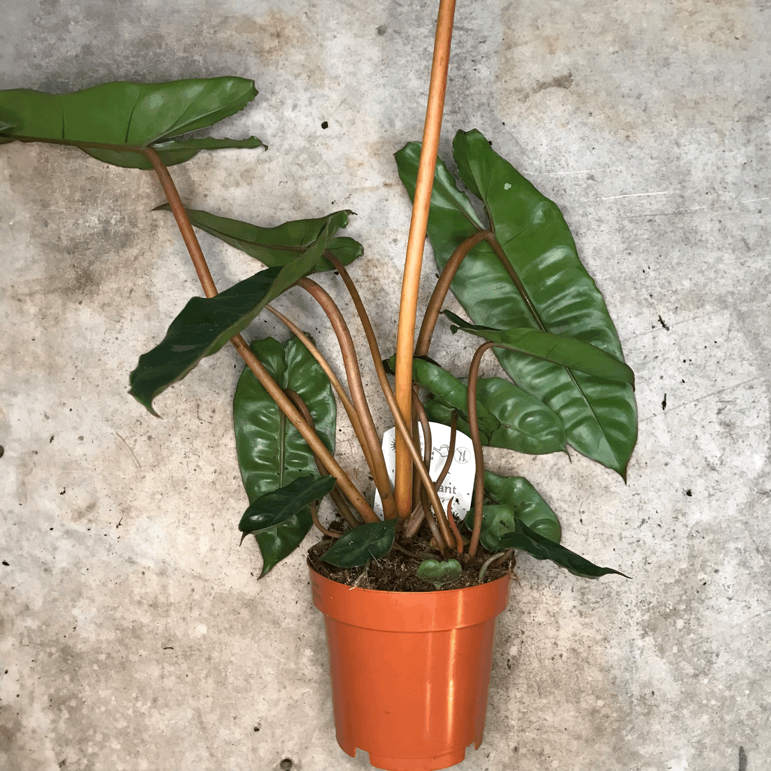 Philodendron billetiae &