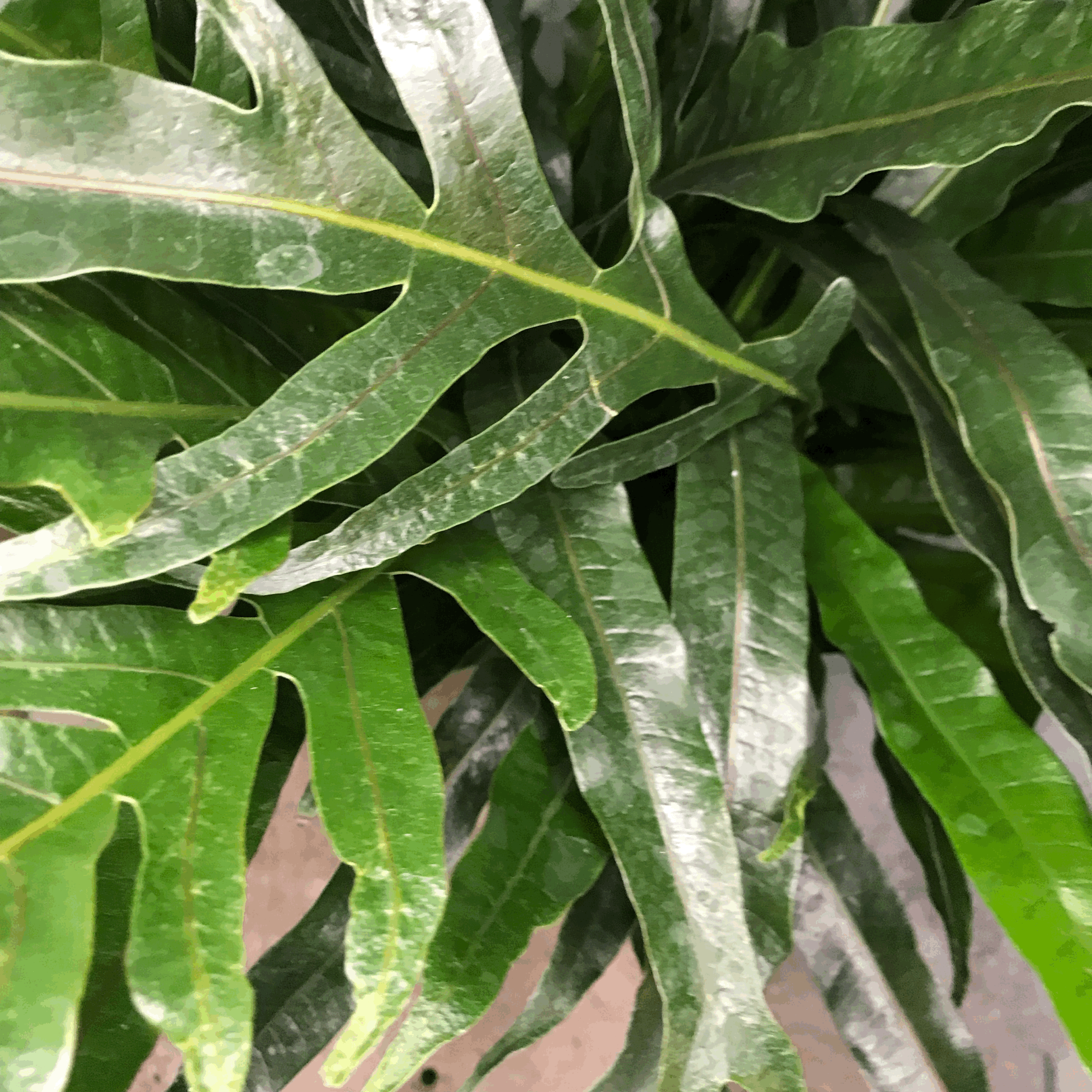 Aglaomorpha coronans (Snake leaf Fern)