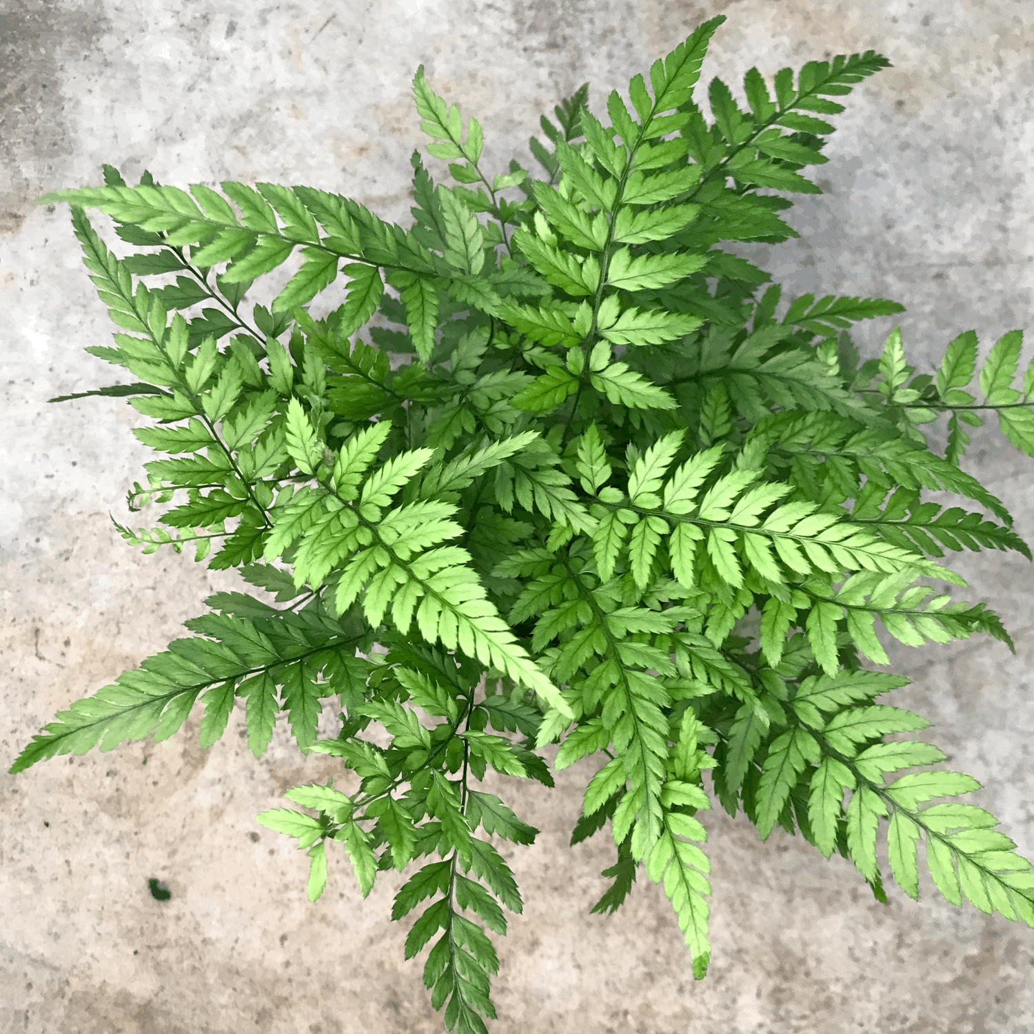 Athyrium filix femina (Lady fern)