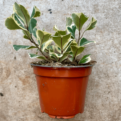 Ficus natalensis subsp. leprieurii syn. Ficus triangularis &