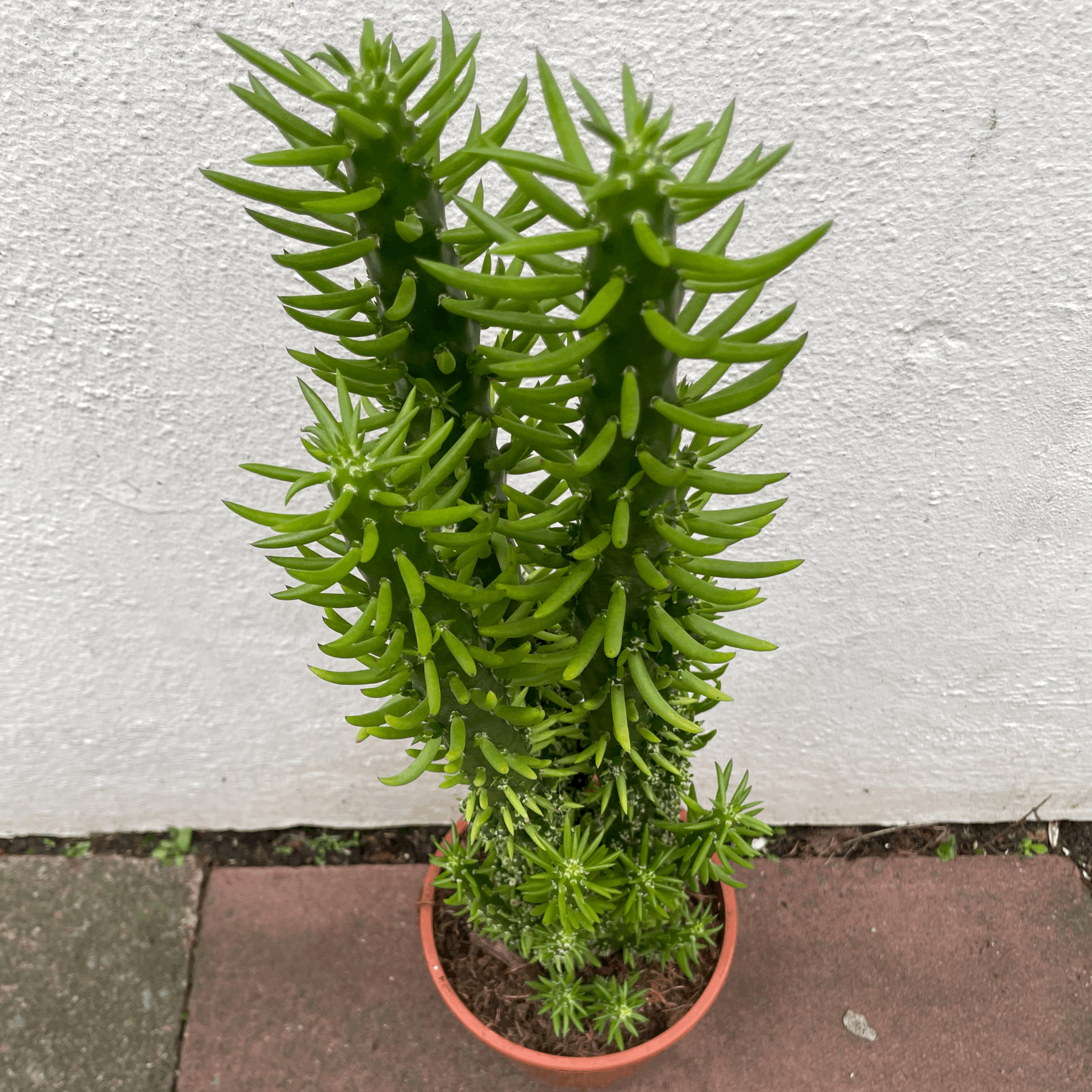 Austrocylindropuntia syn. Opuntia subulata (Eves Pin Cactus)