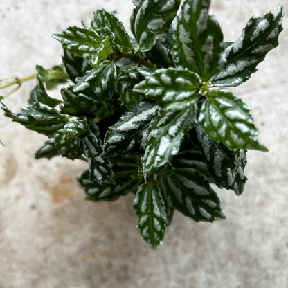 Pilea cadierei (Aluminum plant)