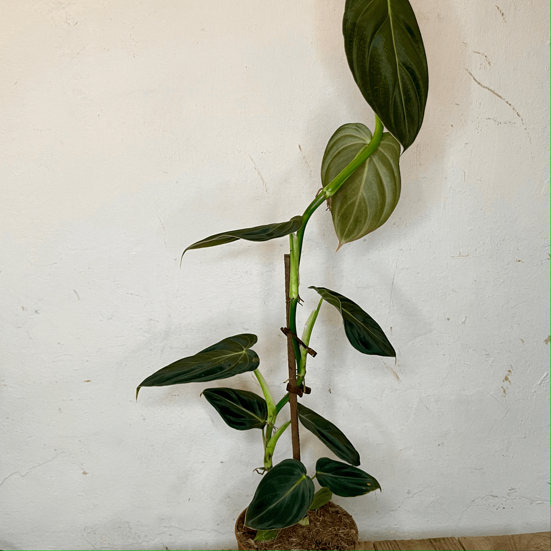 Philodendron melanochrysum (Black-gold Philodendron)