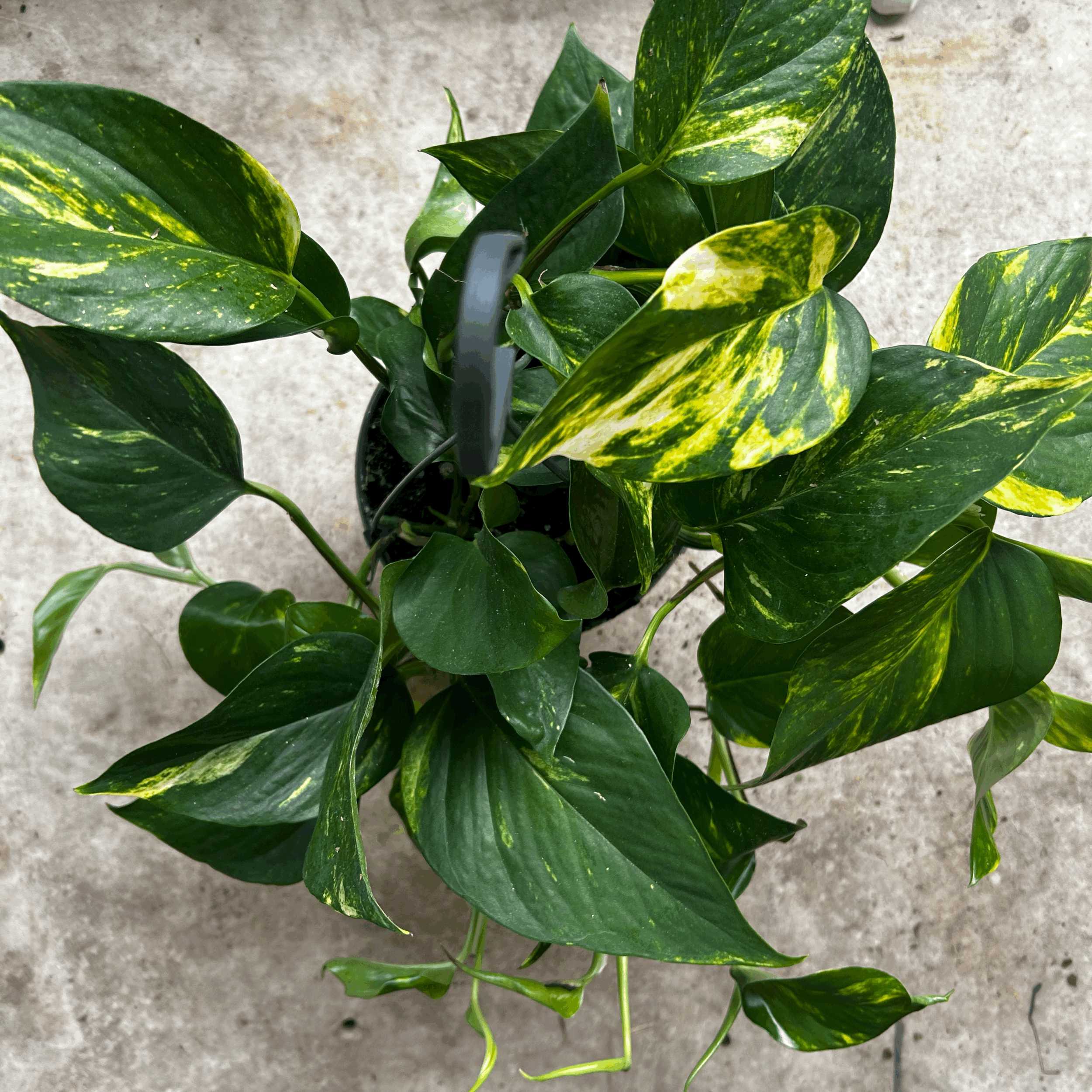Epipremnum aureum (Golden Pothos/Devils Ivy)