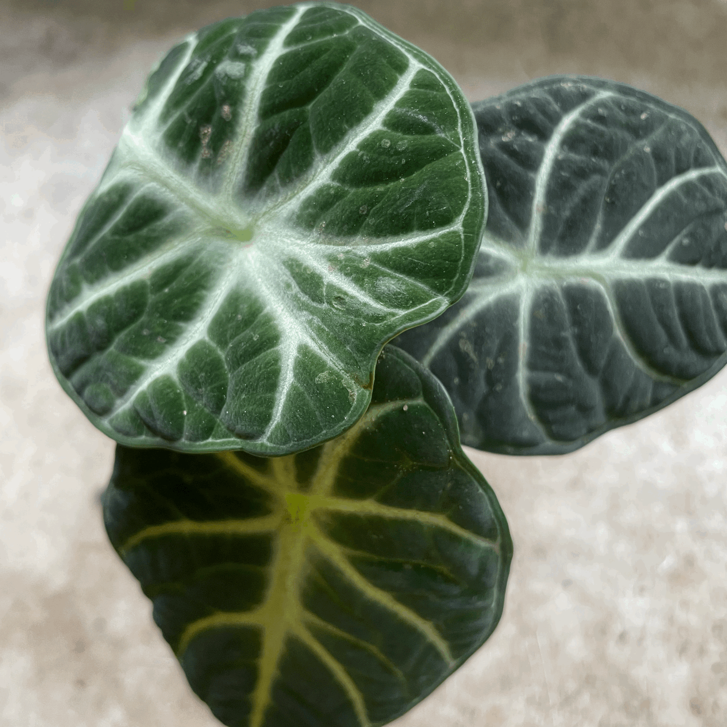 Alocasia Ninja (Elephant Ear)