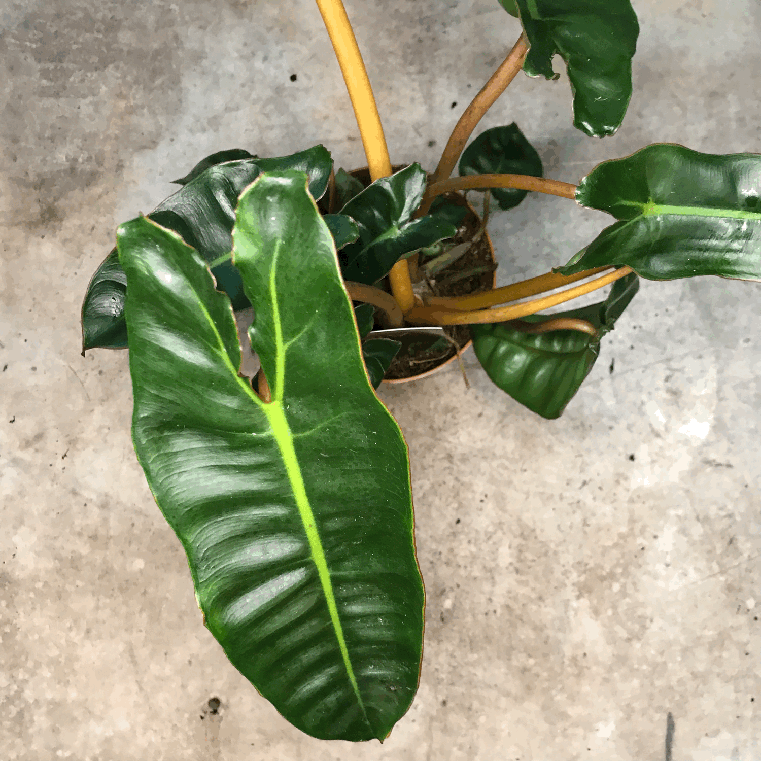 Philodendron billetiae &