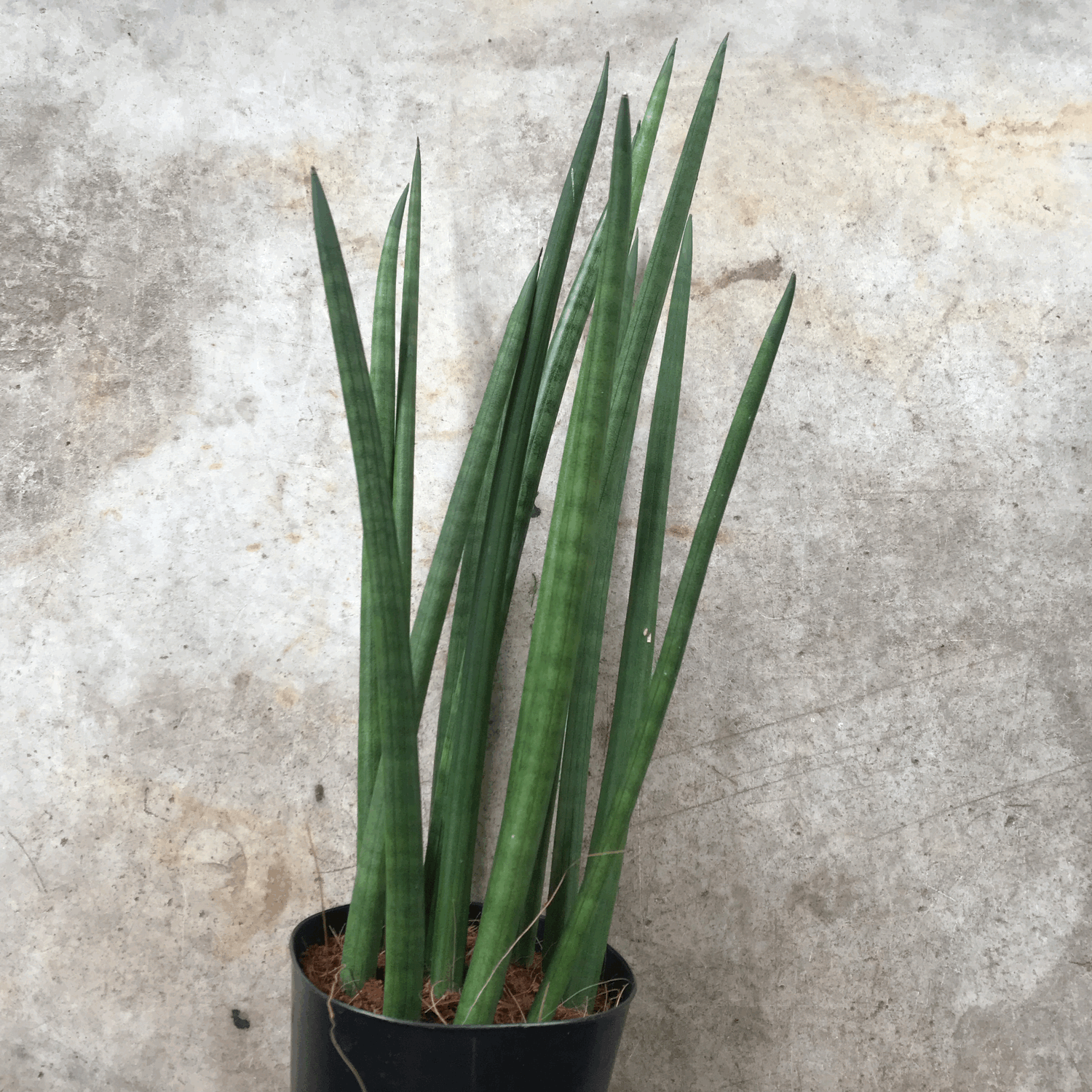 Sansevieria bacularis &