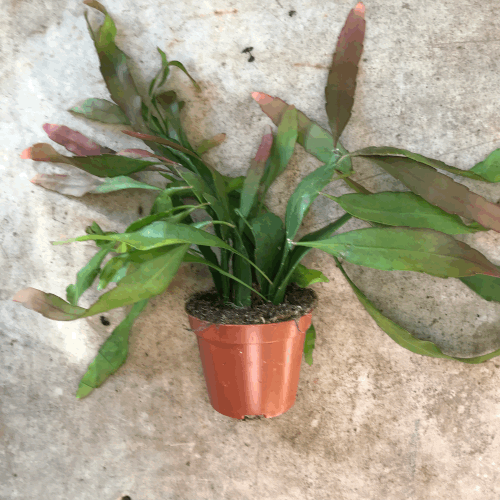 Lepismium (Trailing jungle cacti ) - 3 varieties available