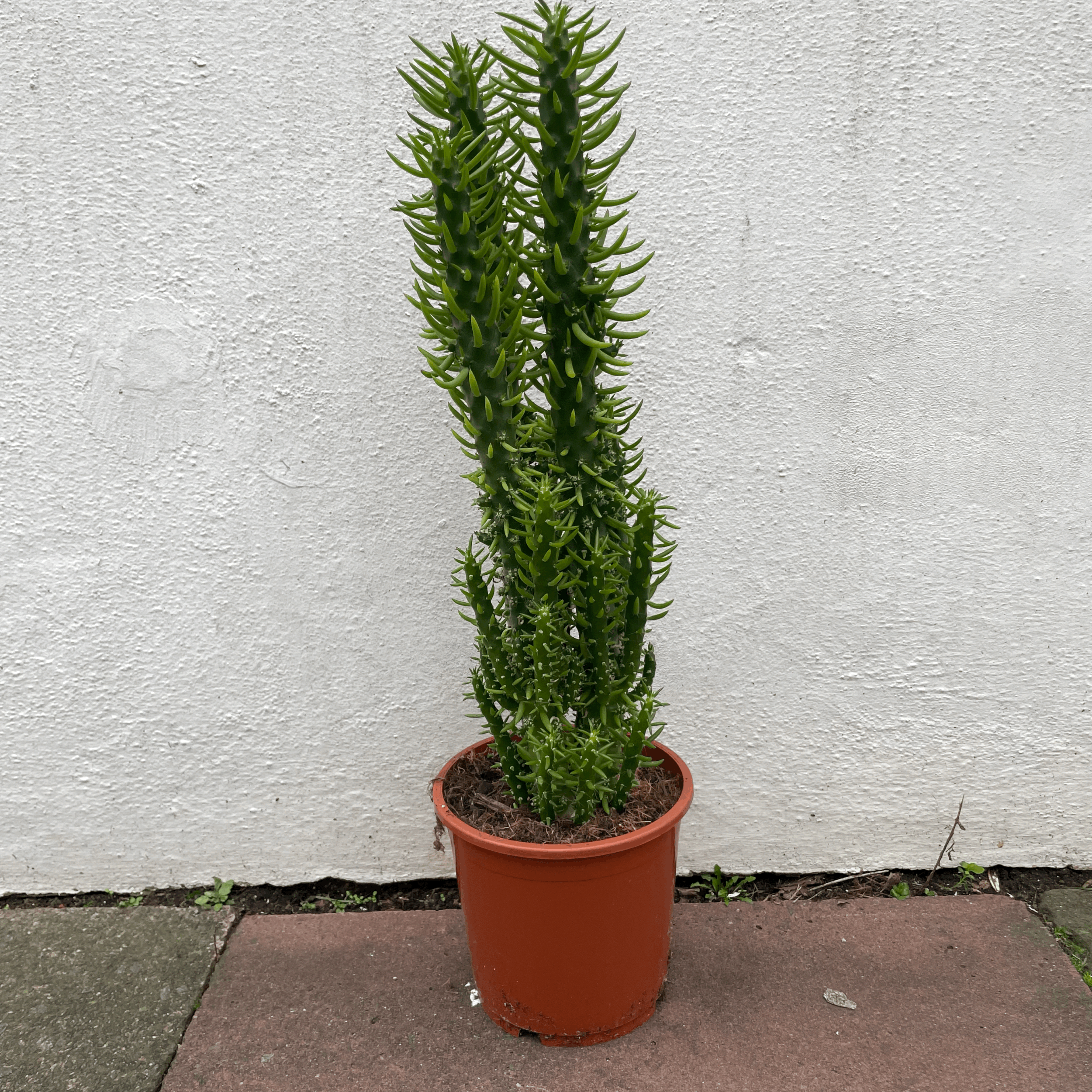 Austrocylindropuntia syn. Opuntia subulata (Eves Pin Cactus)