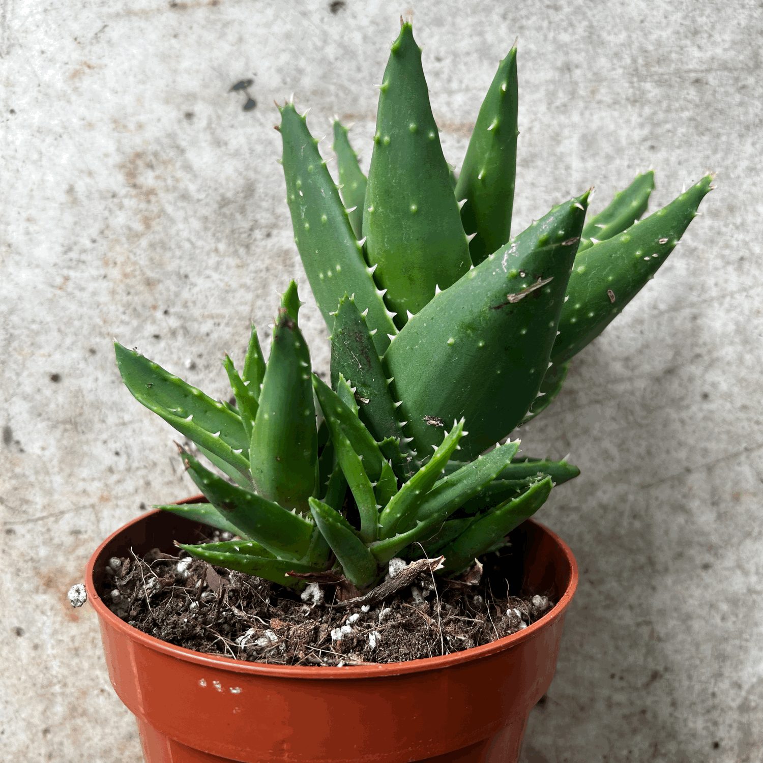 Aloe perfoliata syn. Aloe mitriformis (Mitre aloe/ Succulent aloe)