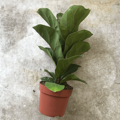 Ficus lyrata &