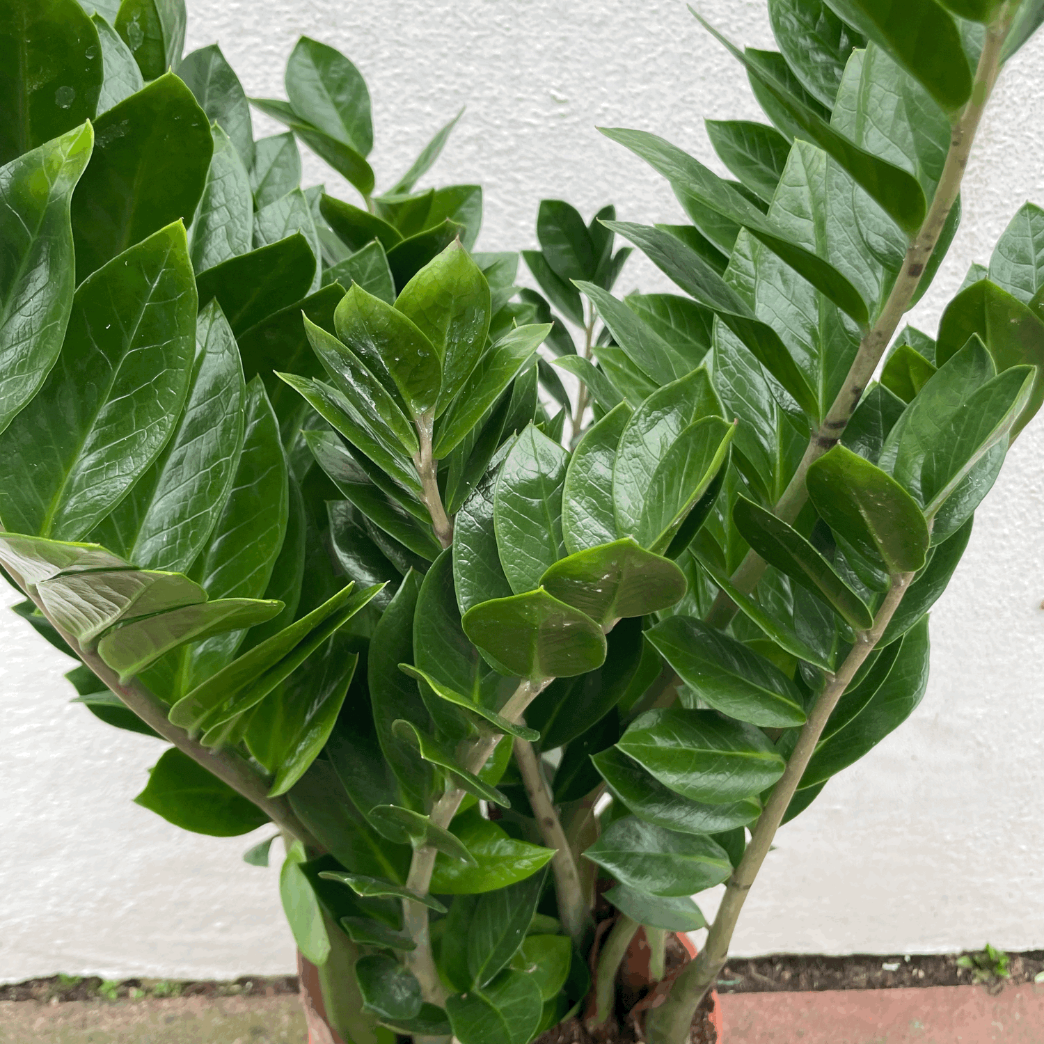 Zamioculcas zamiifolia (ZZ Plant)- Various sizes