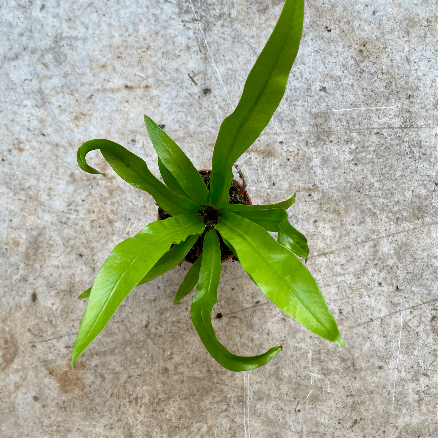 Asplenium antiquum (Birds Nest Fern)