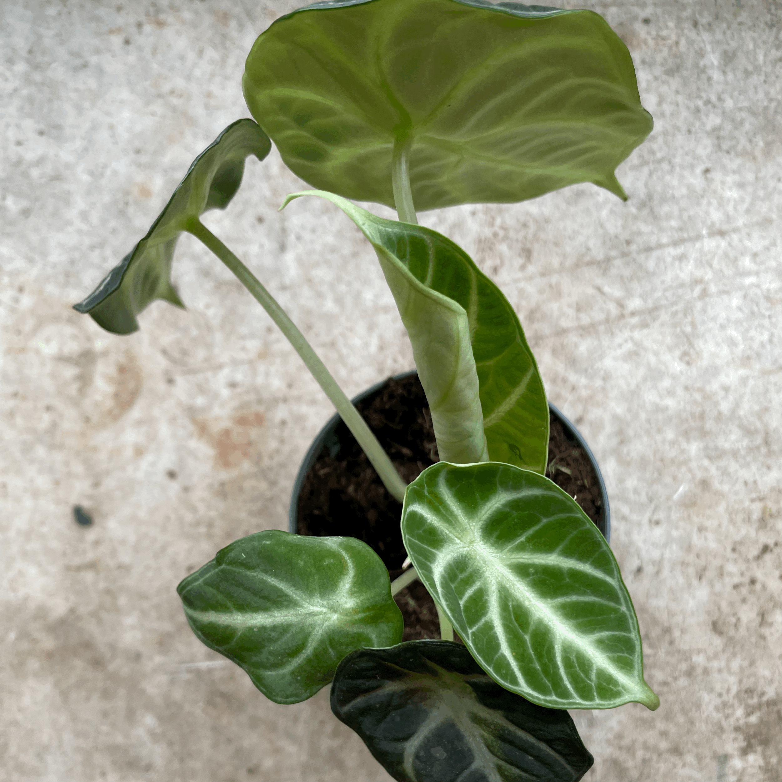 Alocasia Ninja (Elephant Ear)